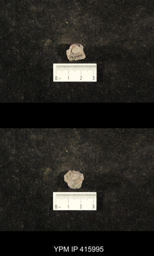 Euphemites carbonarius