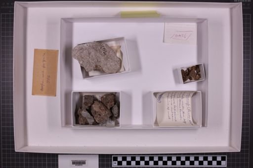 mixed taxa, stratigraphic collection