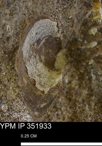 undet. Bivalvia