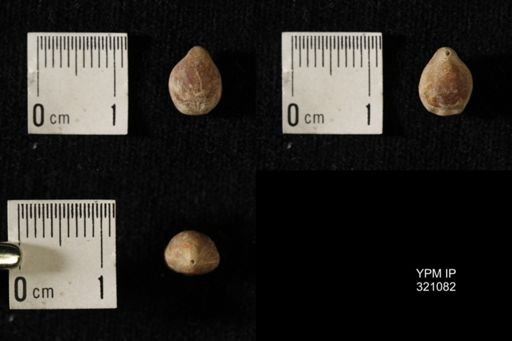 Dielasma breviplicatum