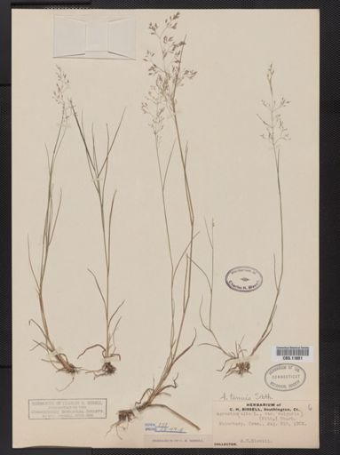 Agrostis capillaris