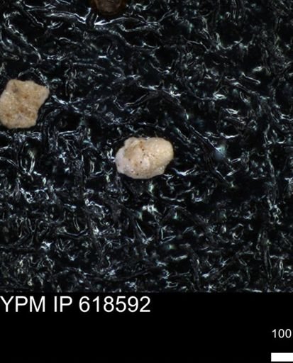 undet. Foraminiferida