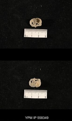 Costispinifera sp.