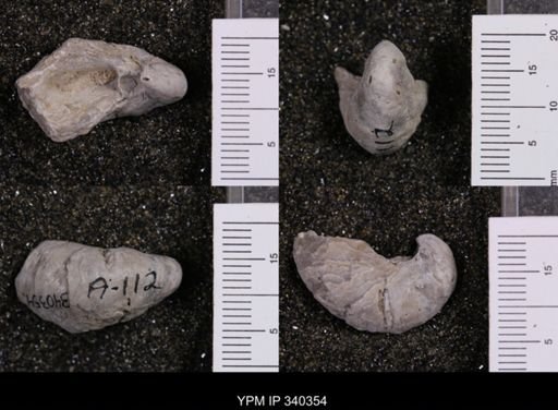Gryphaea marcoui