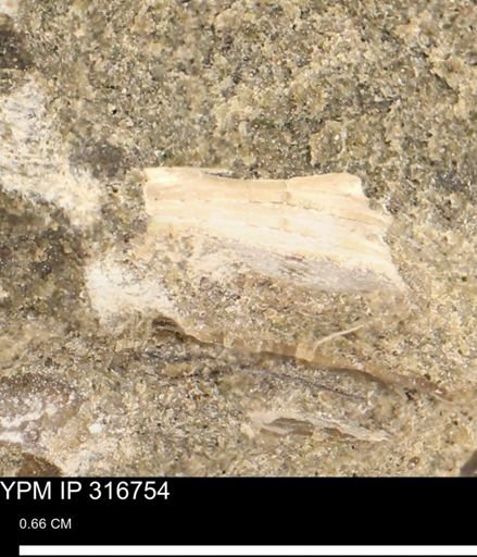 undet. Mollusca