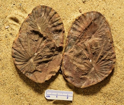 Annularia