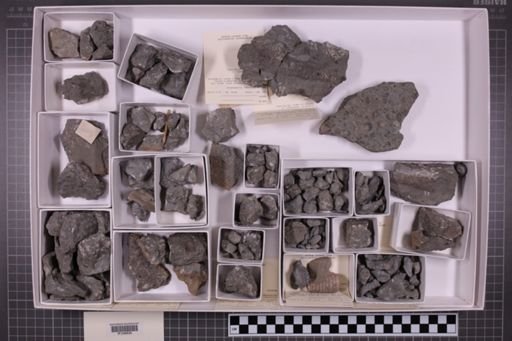 mixed taxa, stratigraphic collection