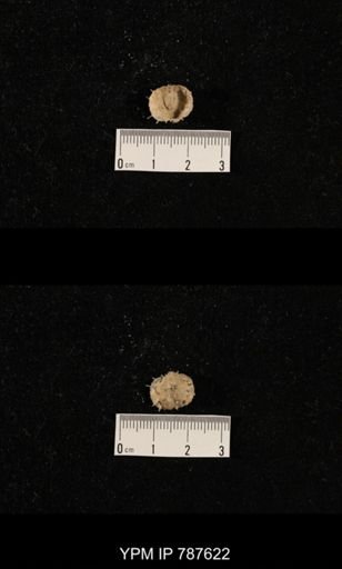 undet. Brachiopoda