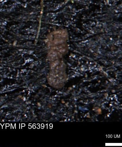 Ammobaculites euides