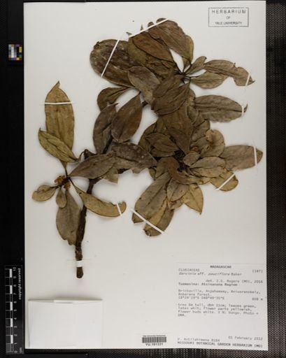Plantae