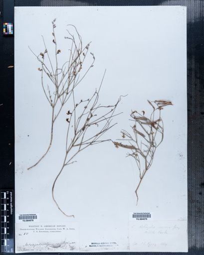Astragalus