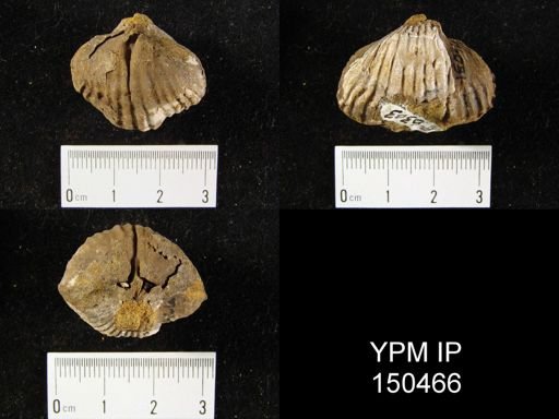 Orthorhynchula sp.