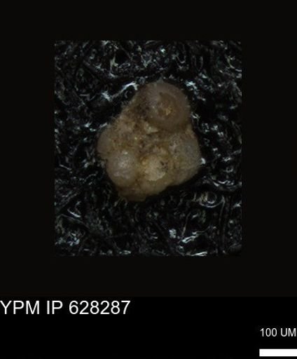 undet. Foraminiferida