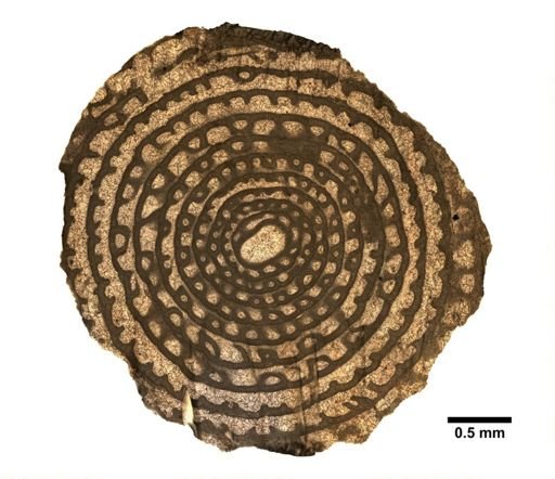 Polydiexodina capitanensis