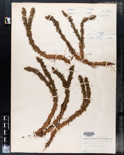 Lycopodium lucidulum