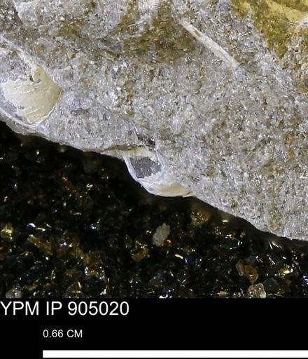 undet. Bivalvia