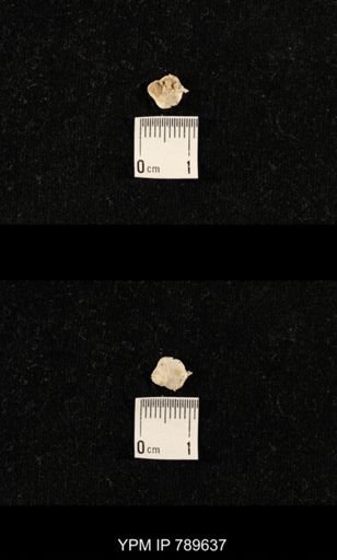 undet. Brachiopoda