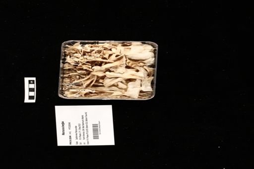 Macrourus berglax