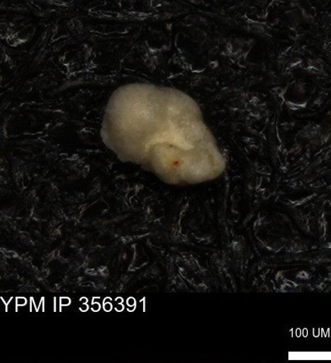 undet. Foraminiferida