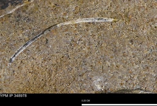 undet. Bivalvia