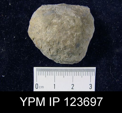 Brachyprion major