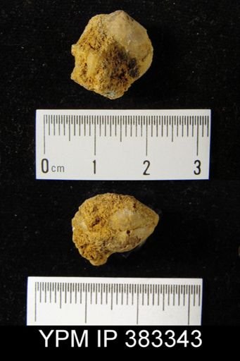 Meristella?