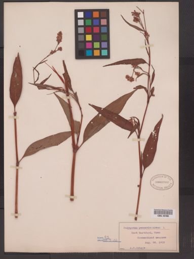 Polygonum pensylvanicum