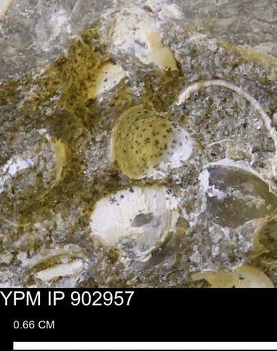 Corbulamella gregaria