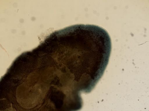Stylochus ellipticus