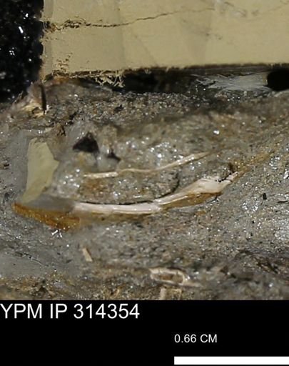undet. Scaphopoda