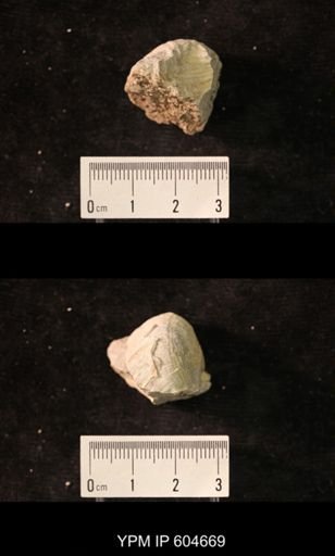 Productus?