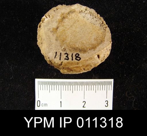 Microspongia sp.