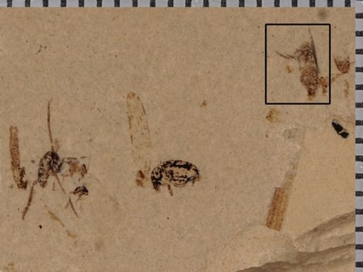 undet. Diptera