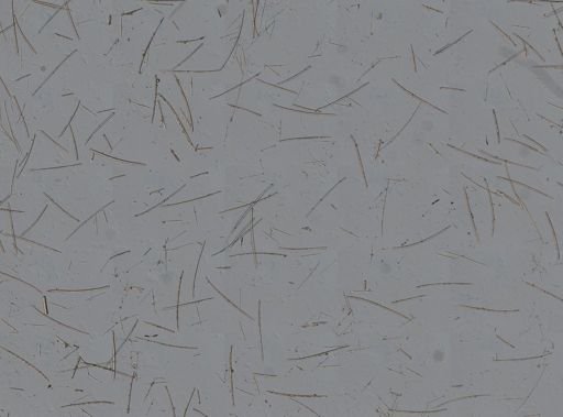 Biemna sp.