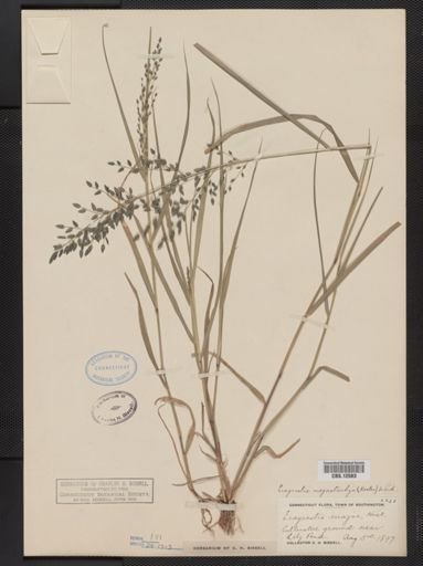 Eragrostis megastachya