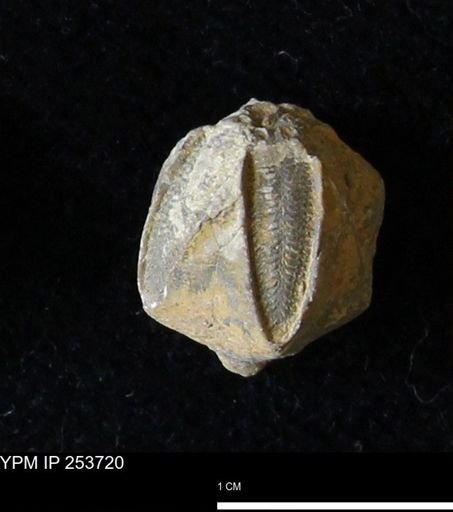 Pentremites sp.