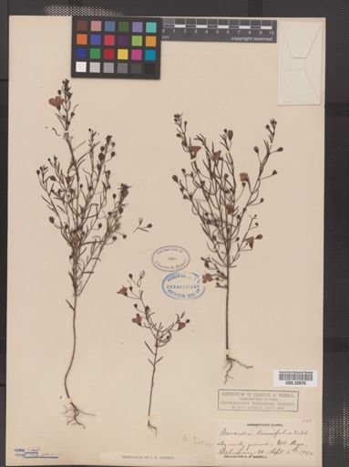 Agalinis tenuifolia