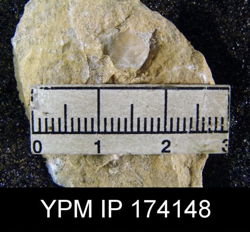 Marginifera sp.