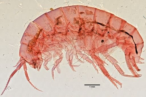 Platorchestia platensis