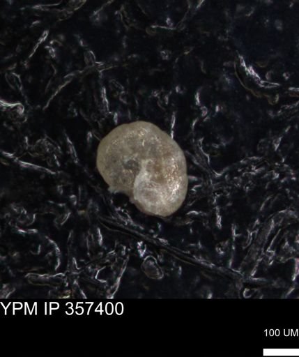 undet. Foraminiferida