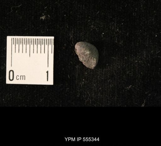 Ambocoelia planoconvexa
