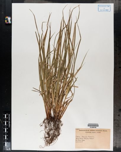 Carex jamesii