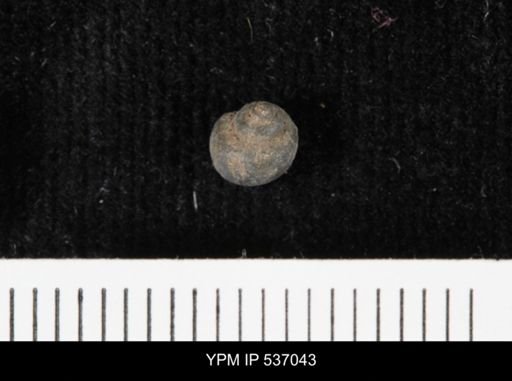 Viviparus montanaensis