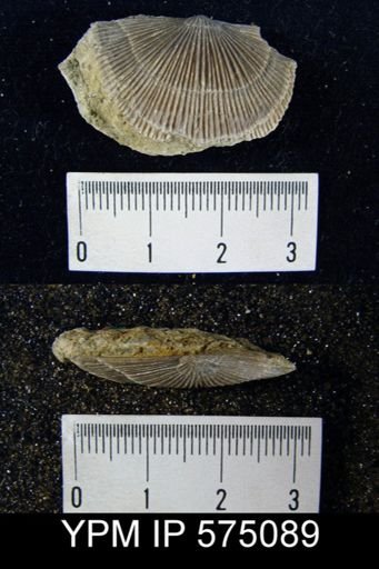 Schuchertella subplana