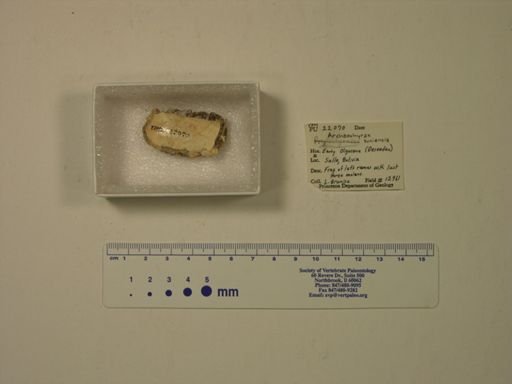 Archaeohyrax suniensis