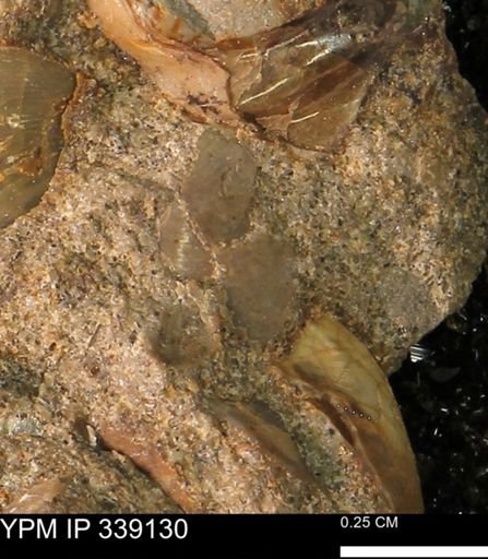 undet. Bivalvia