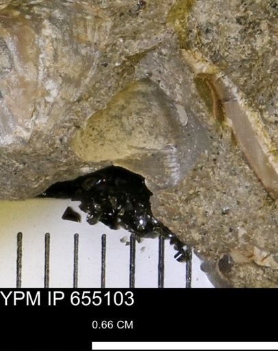 Protocardia
