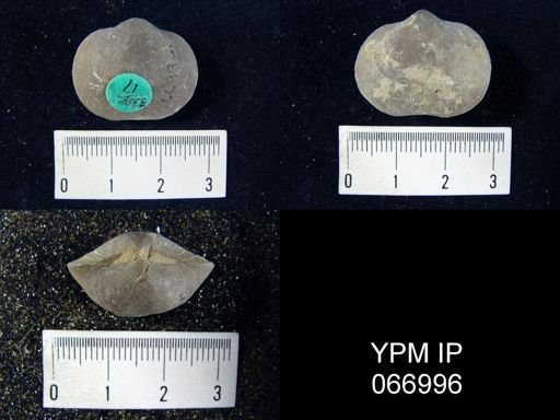Schizophoria impressa