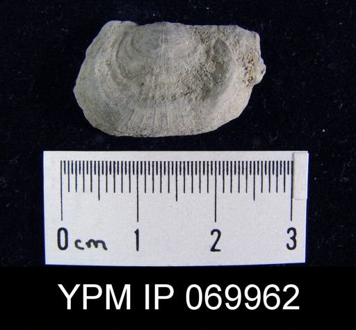 Leptaena rhomboidalis