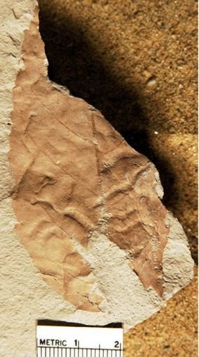 Diplodipelta reniptera